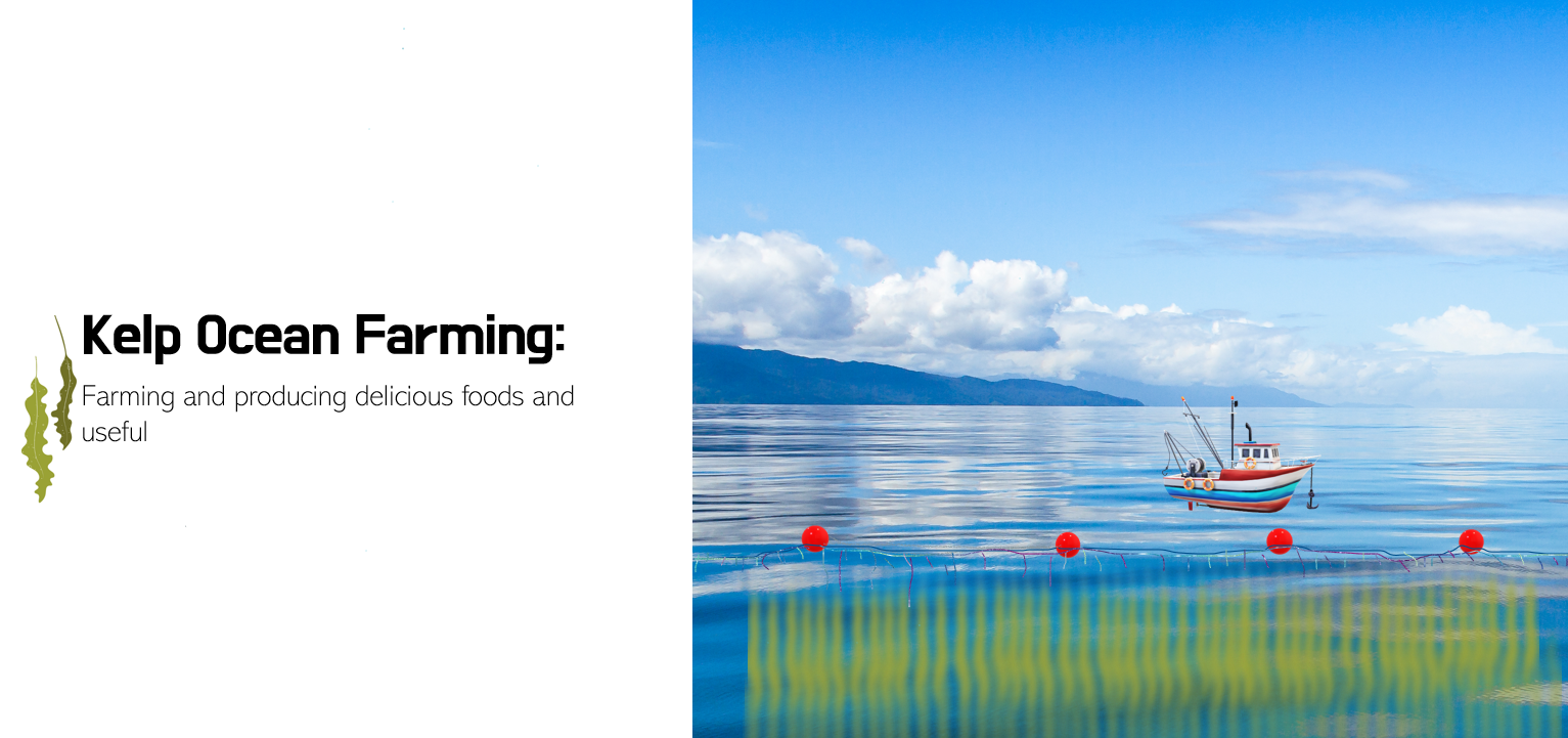 illustrated picture of kelp farming